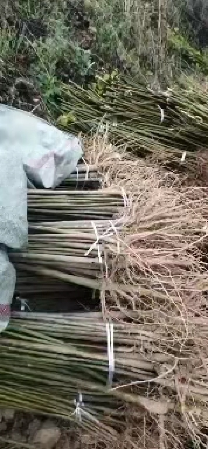 重庆精品桐树苗规格齐全质优价廉一手货源包技术指导