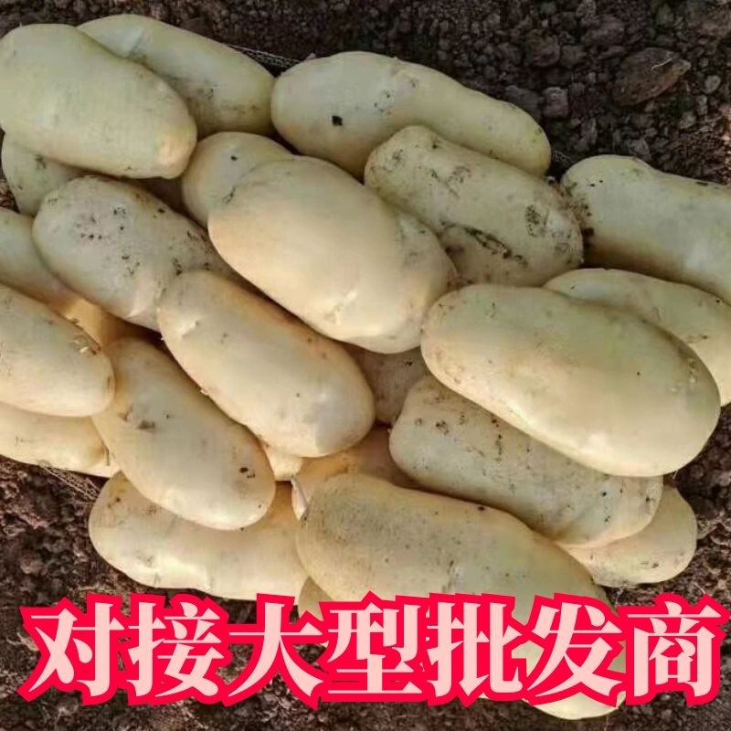 荷兰十五土豆产地直供品质保证服务周到欢迎联系