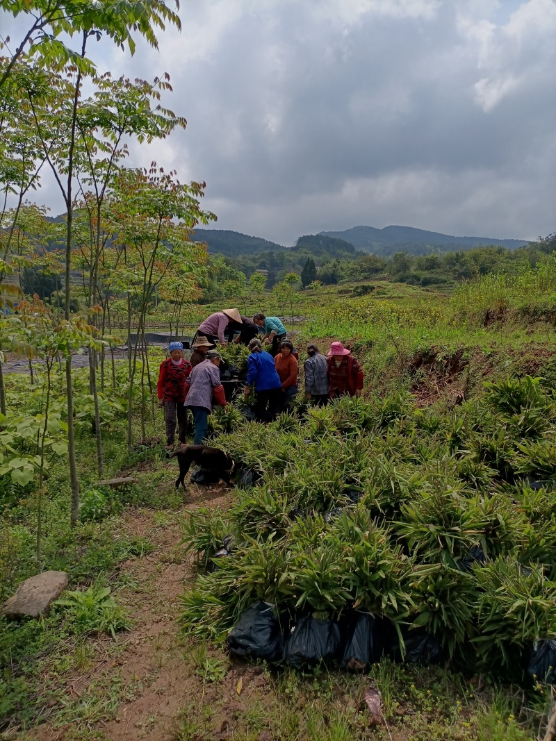 重庆精品楠竹苗（毛竹苗）成活率高货源充足保质保量欢迎咨询