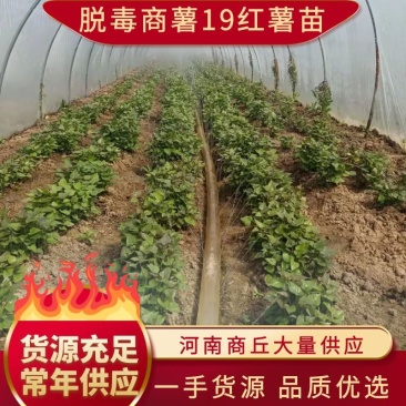 脱毒商薯苗19红薯苗，自家大规模种植一手货源可视频看货