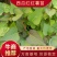 脱毒优质西瓜红红薯苗。量大从优，质量保证。品种多样。