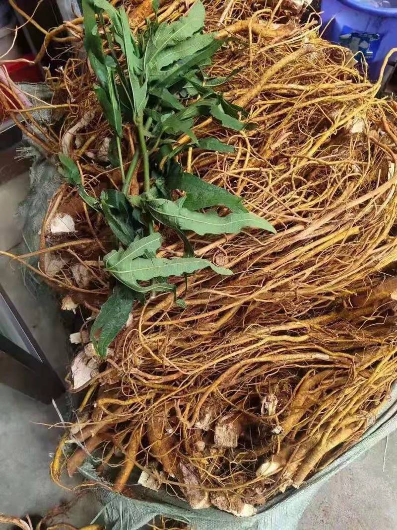 正宗红土种植五指毛桃干货无熏硫长扎把头片