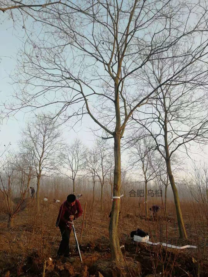 14公分乌桕树价格美丽，产地批发