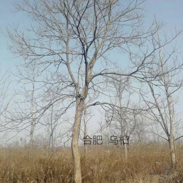 14公分乌桕树价格美丽，产地批发