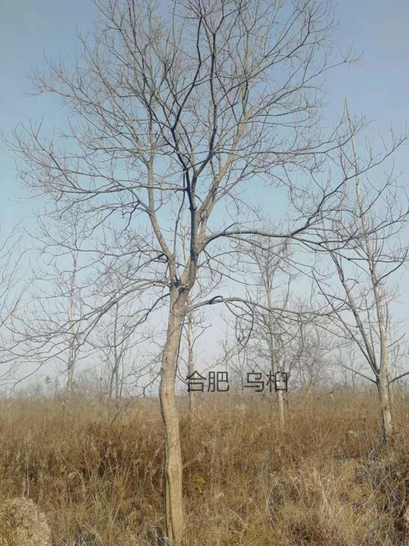 14公分乌桕树价格美丽，产地批发