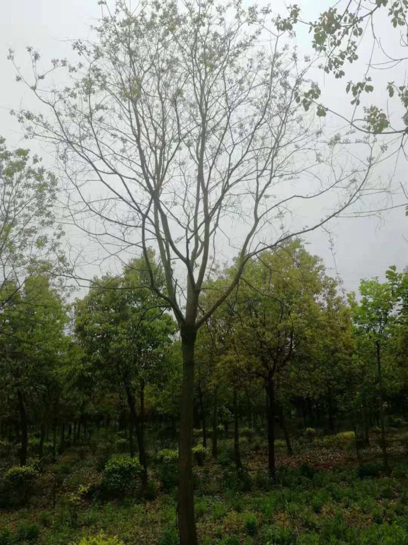 14公分乌桕树价格美丽，产地批发