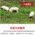 正宗内蒙古特产手撕风干肉干手撕肉干猪肉干片五香麻辣