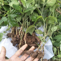 中药材种苗三叶青种苗出售三叶青种植基地直发