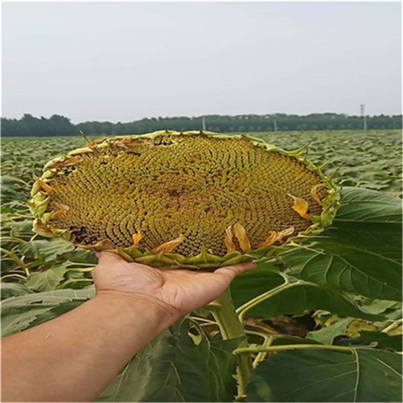 油葵种子三系杂交矮大头WF667向日葵种子高产油率72%