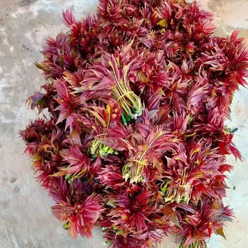 香椿种子红油6号新椿芽籽速生芽率高多次採收去翅净籽