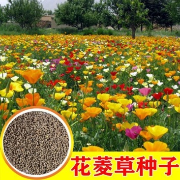 花菱草种子四季多年生宿根花庭院景观花海工程绿化耐寒耐贫瘠