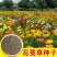 花菱草种子四季多年生宿根花庭院景观花海工程绿化耐寒耐贫瘠