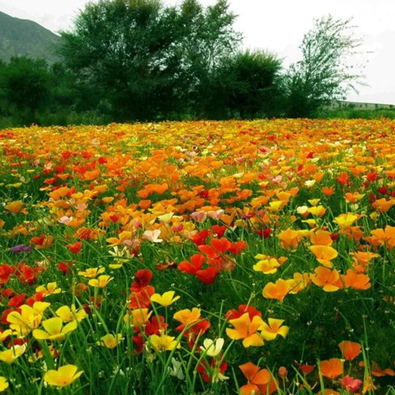花菱草种子四季多年生宿根花庭院景观花海工程绿化耐寒耐贫瘠