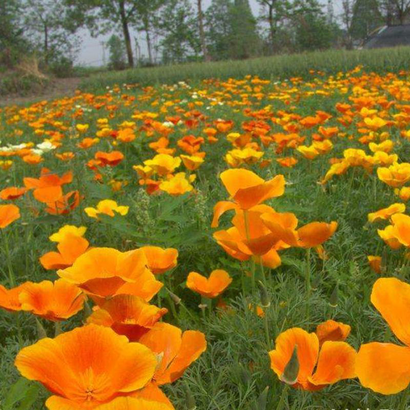 花菱草种子四季多年生宿根花庭院景观花海工程绿化耐寒耐贫瘠