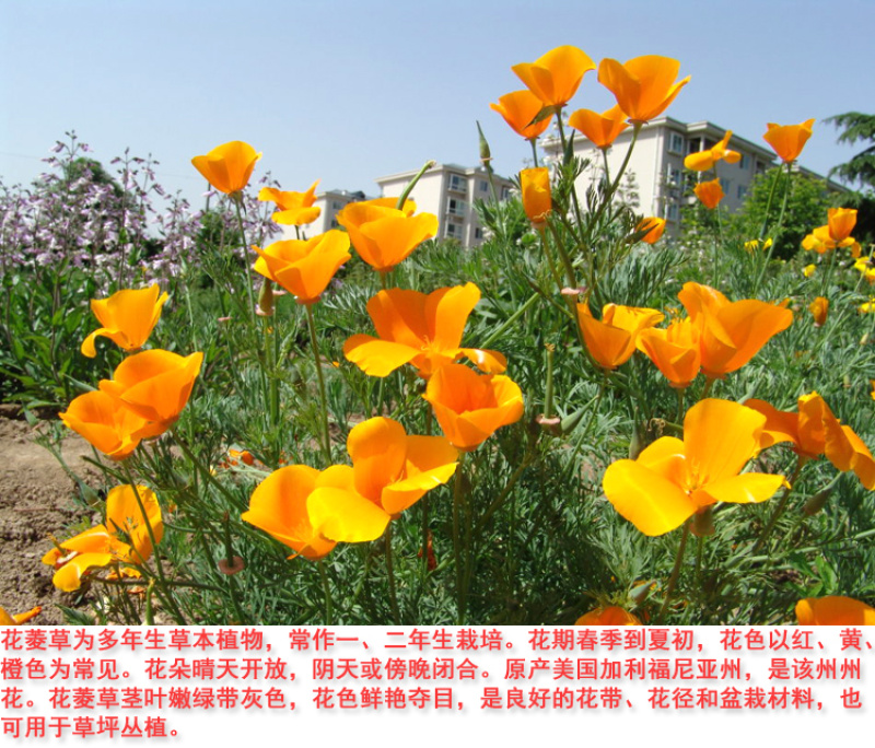 花菱草种子四季多年生宿根花庭院景观花海工程绿化耐寒耐贫瘠