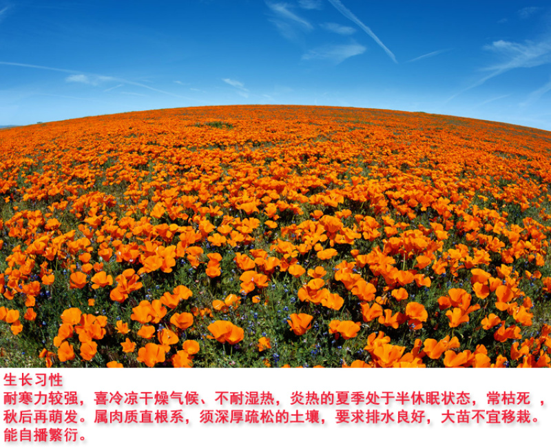花菱草种子四季多年生宿根花庭院景观花海工程绿化耐寒耐贫瘠