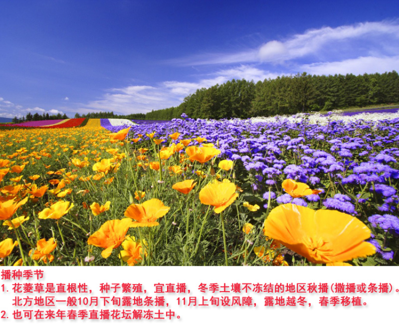花菱草种子四季多年生宿根花庭院景观花海工程绿化耐寒耐贫瘠