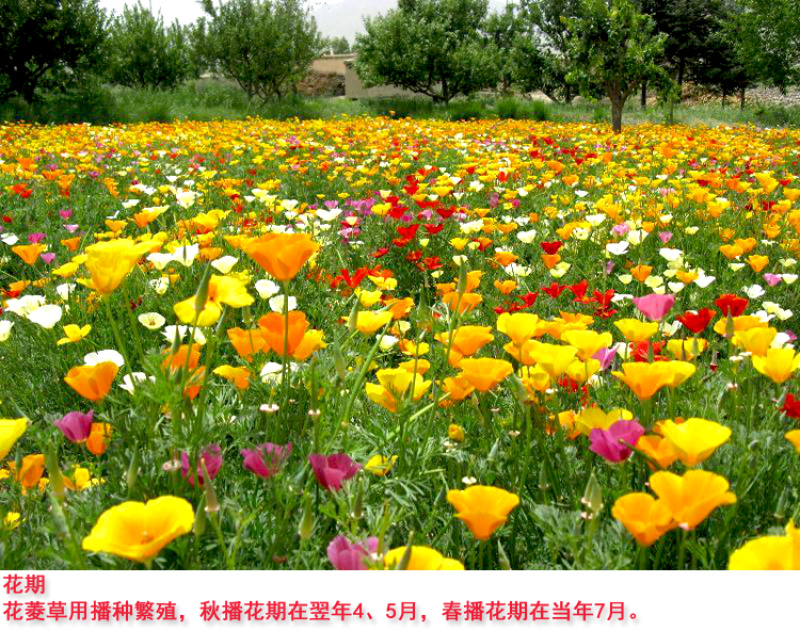 花菱草种子四季多年生宿根花庭院景观花海工程绿化耐寒耐贫瘠