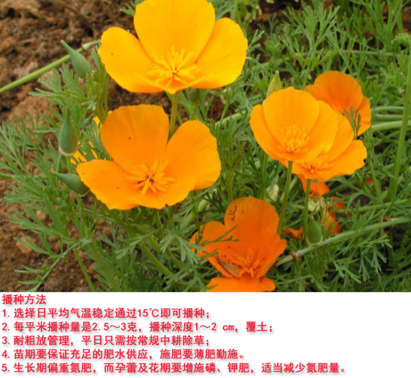 花菱草种子四季多年生宿根花庭院景观花海工程绿化耐寒耐贫瘠