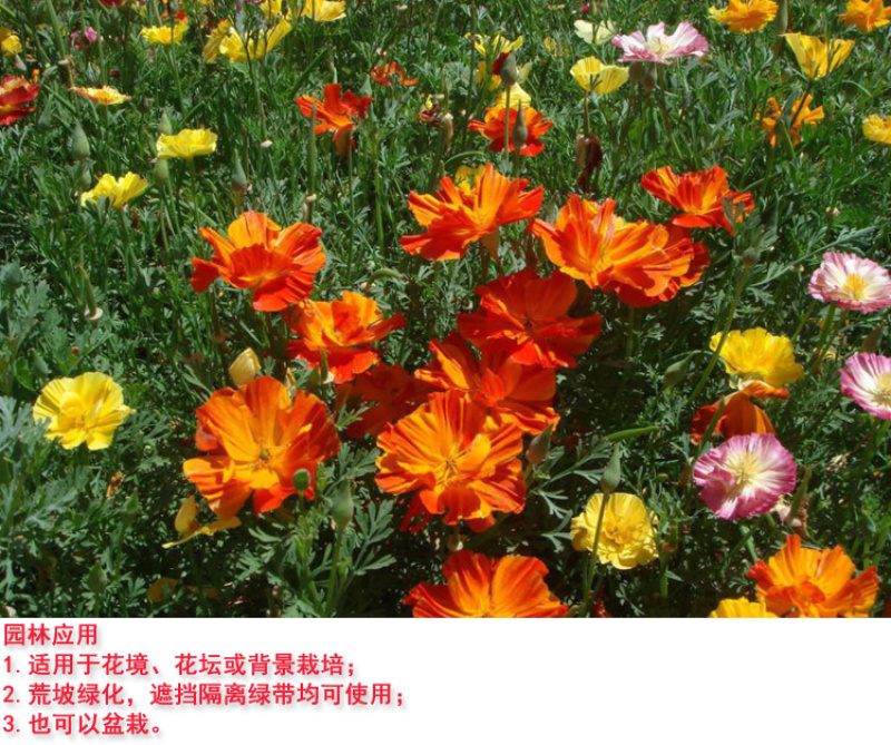 花菱草种子四季多年生宿根花庭院景观花海工程绿化耐寒耐贫瘠