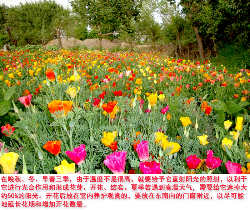 花菱草种子四季多年生宿根花庭院景观花海工程绿化耐寒耐贫瘠