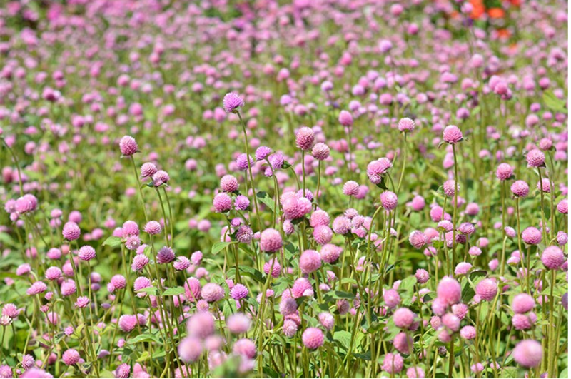 千日红种子千日紫种子千日粉种子四季易种花庭院别墅绿化盆栽