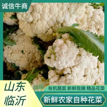 产地直发精品有机花菜青梗散花大量上市