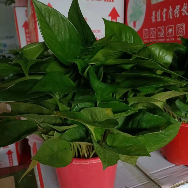 基地平价清货，量大优惠，180青叶特级货可实地看货