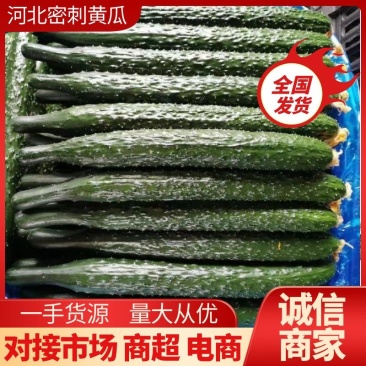 【热销】黄瓜河北密刺黄瓜货源充足基地直供全国发货
