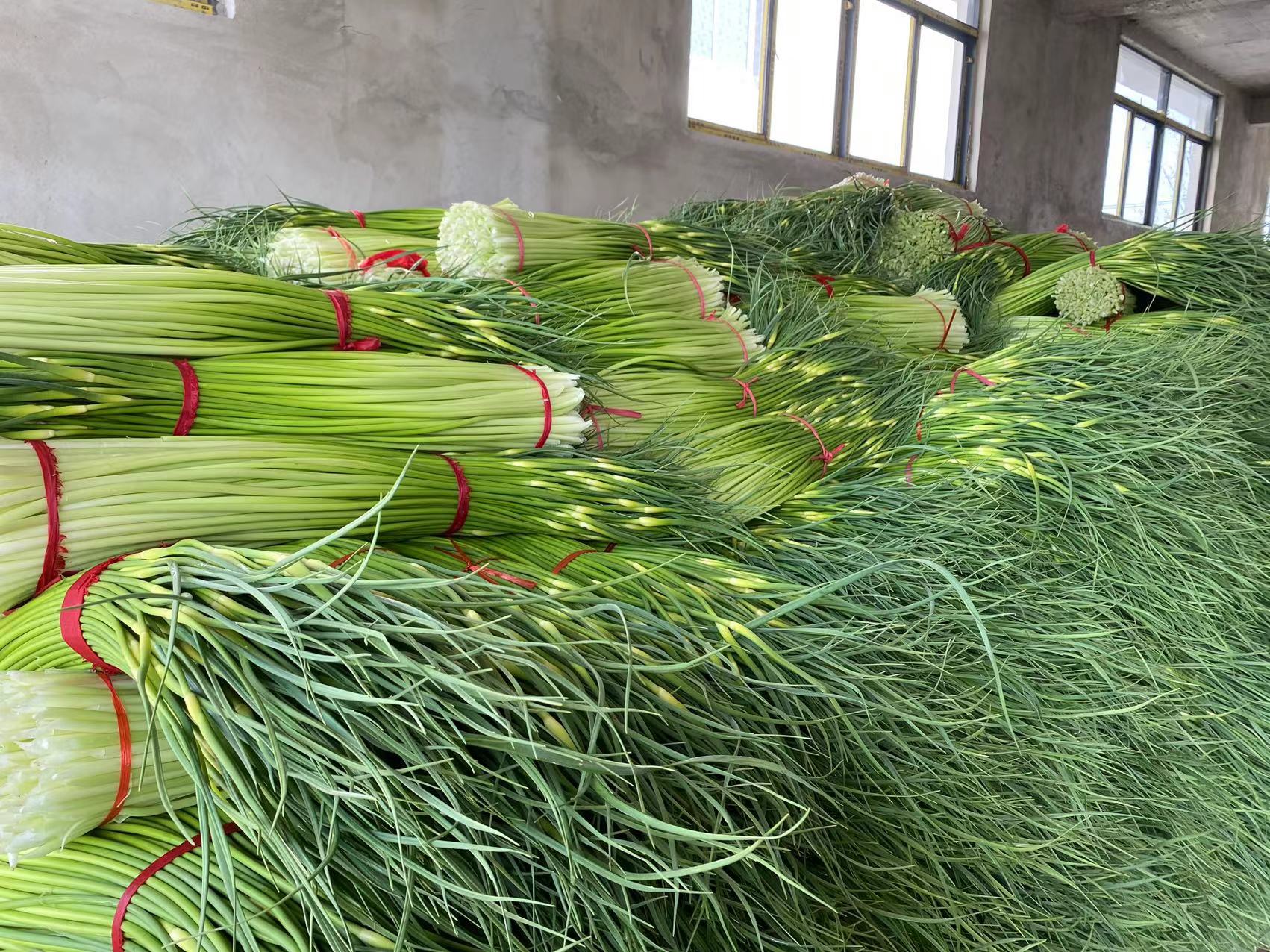 中牟蒜薹批发市场现场,展示繁忙的销售场景与产品包装过程 中牟蒜薹市场销售现场