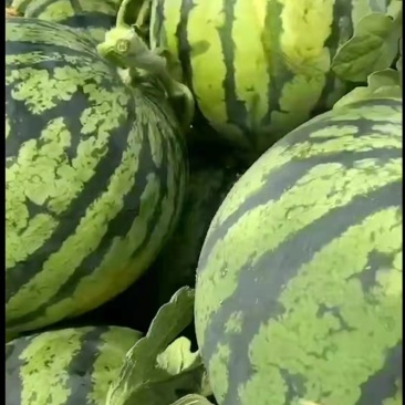 江苏精品西瓜8424西瓜一手货源保质保量货源充足欢迎实地考察