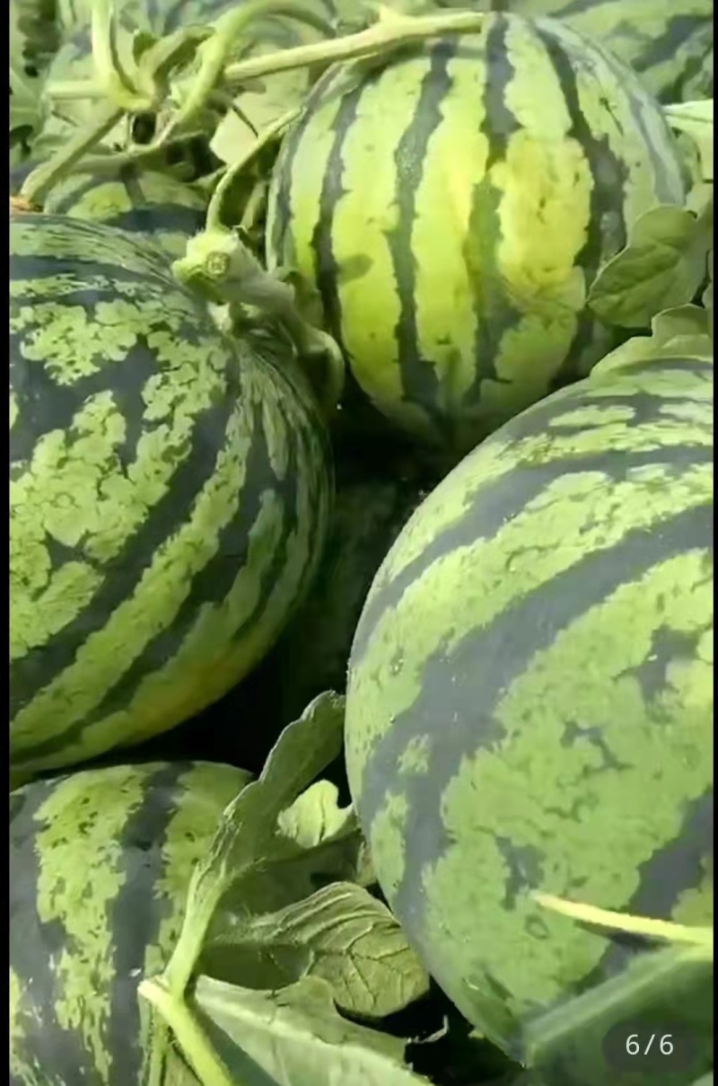 江苏精品西瓜8424西瓜一手货源保质保量货源充足欢迎实地考察