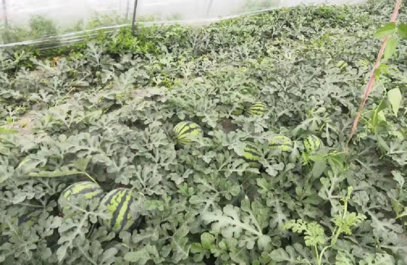 江苏精品西瓜8424西瓜一手货源保质保量货源充足欢迎实地考察