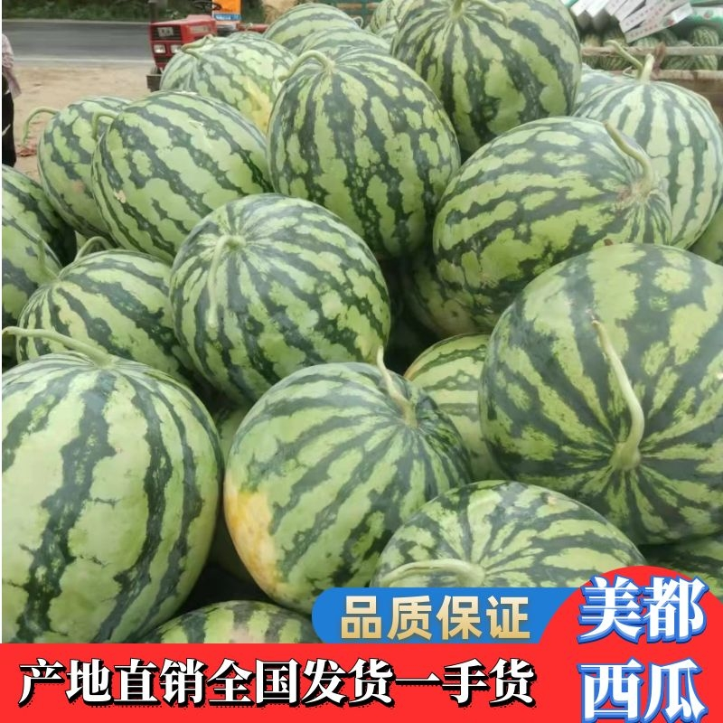 【优选】无籽美都西瓜全国品质保证一手货源诚信经营