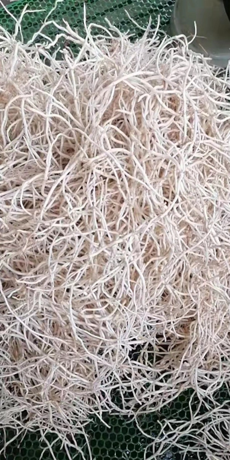 大量出售鱼腥草湖北鱼腥草货量充足品质保证