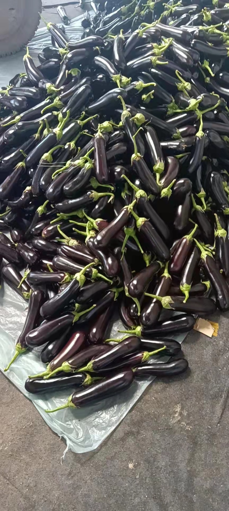 【茄子】精品长茄产地现摘现发品质保证全国发货