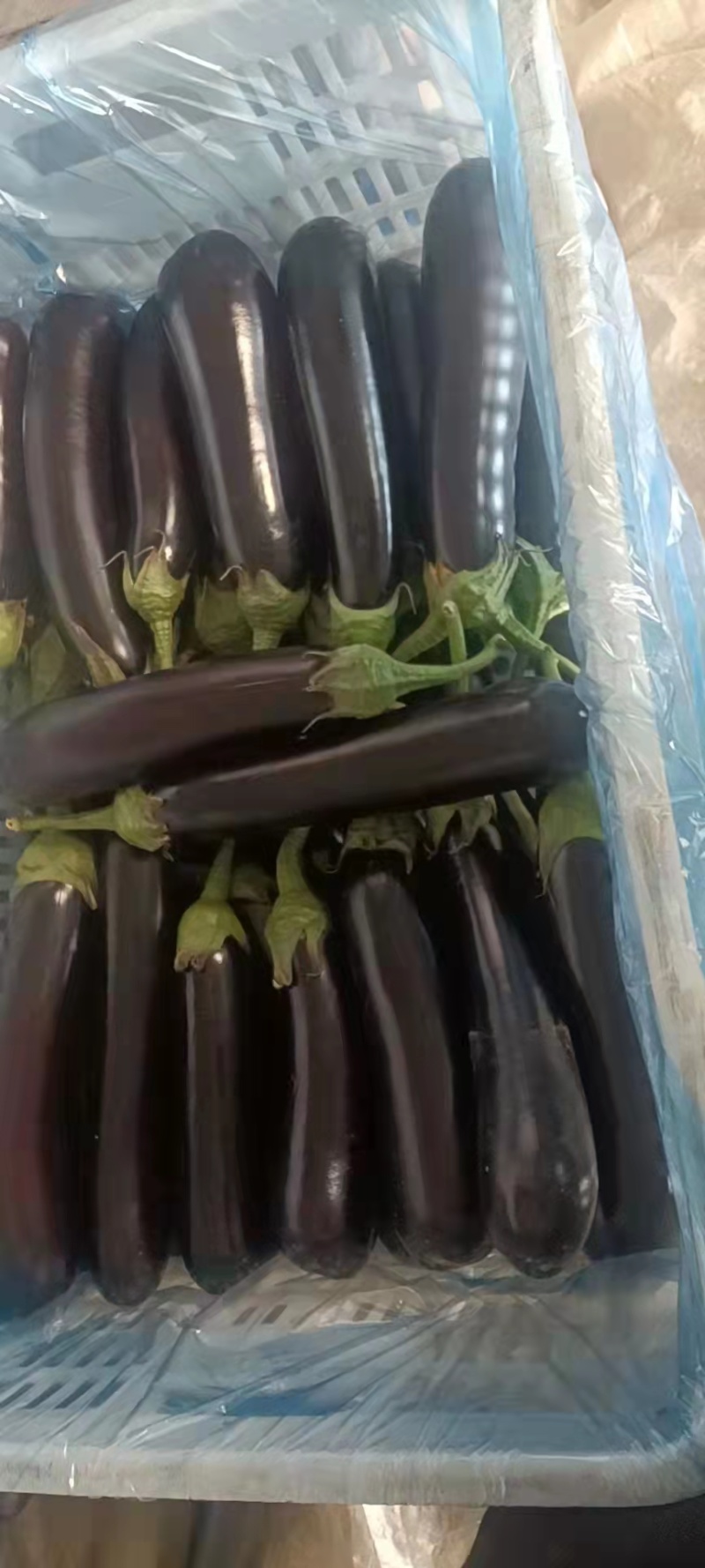 【茄子】精品长茄产地现摘现发品质保证全国发货