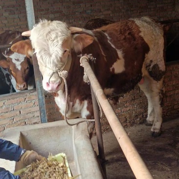 牛马骡子驴肉驴产地直发全国销售包存活