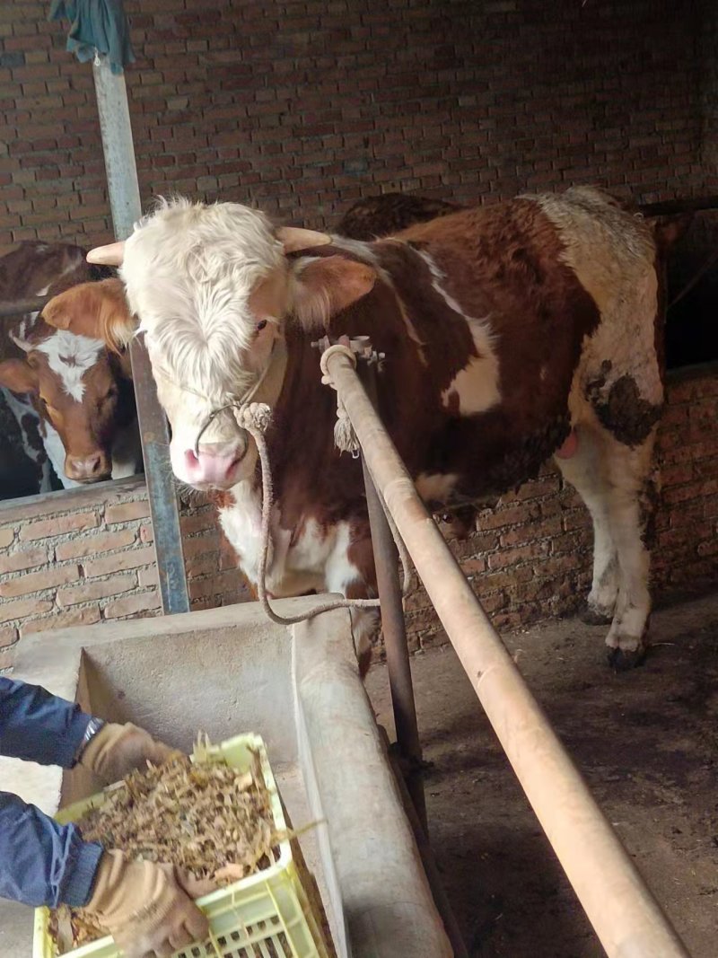 牛马骡子驴肉驴产地直发全国销售包存活