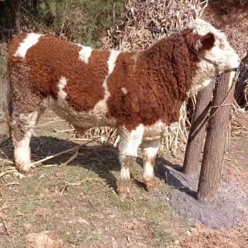牛马骡子驴肉驴产地直发全国销售包存活