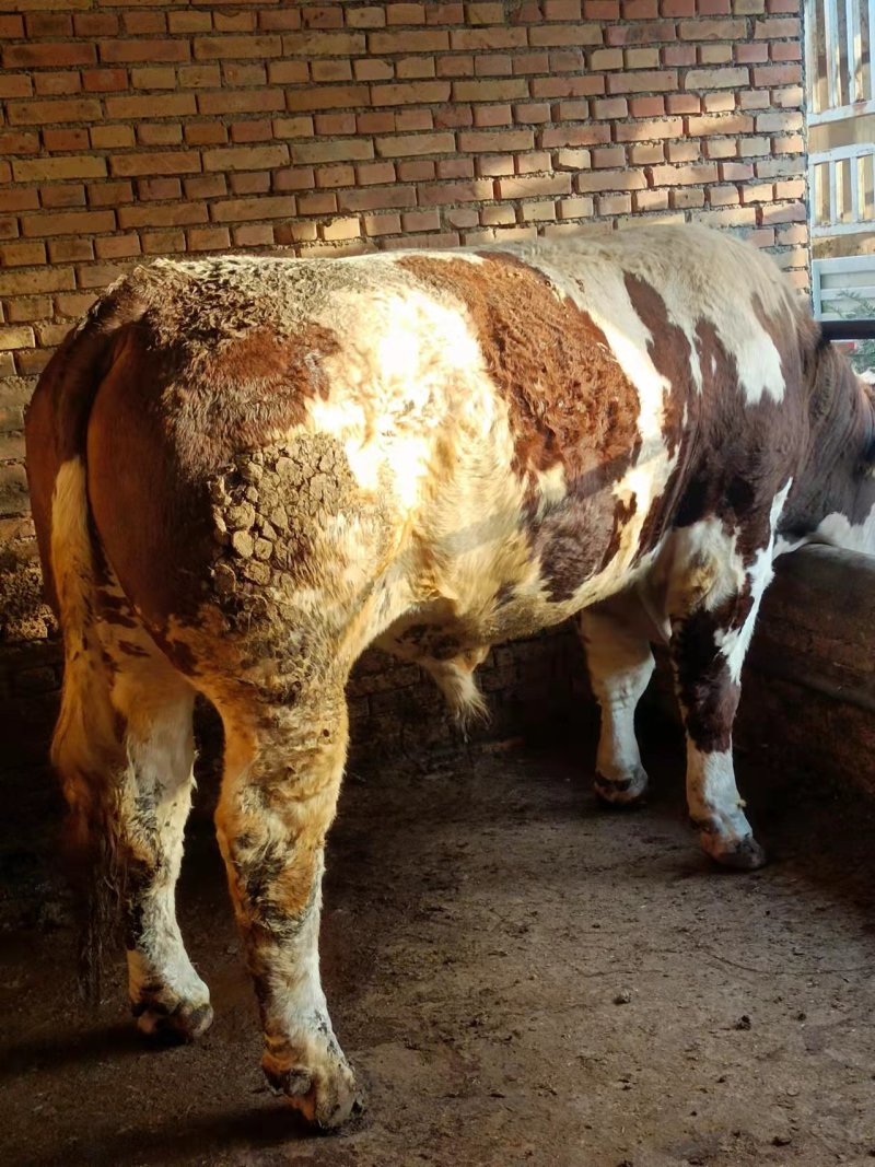 牛马骡子驴肉驴产地直发全国销售包存活