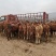 牛马骡子驴肉驴产地直发全国销售包存活
