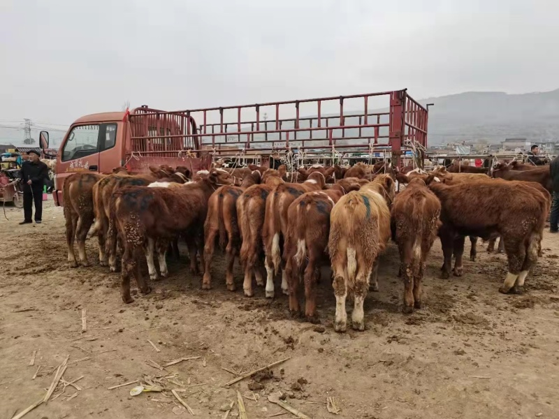 牛马骡子驴肉驴产地直发全国销售包存活