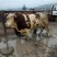牛马骡子驴肉驴产地直发全国销售包存活