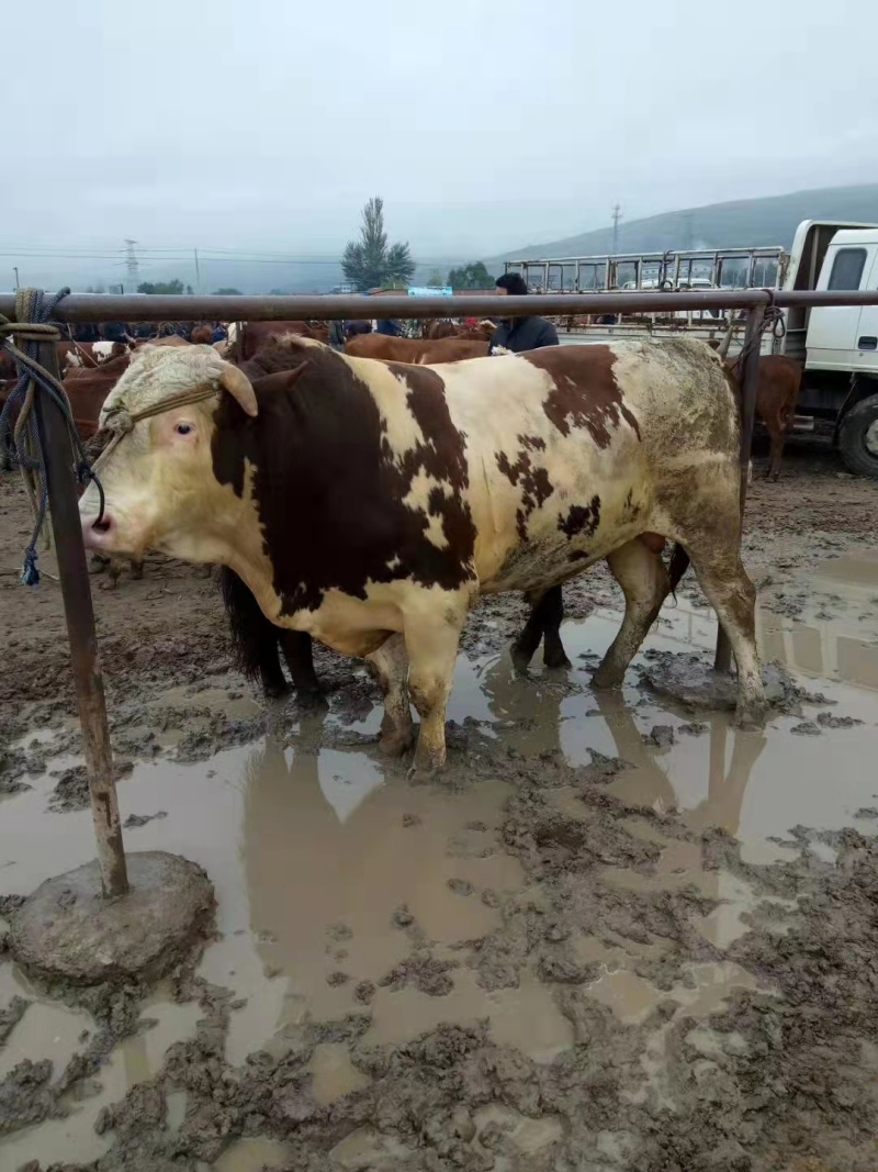 牛马骡子驴肉驴产地直发全国销售包存活