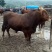 牛马骡子驴肉驴产地直发全国销售包存活