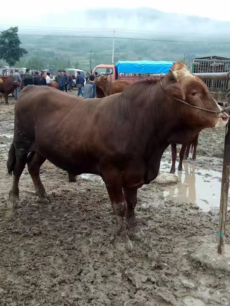 牛马骡子驴肉驴产地直发全国销售包存活