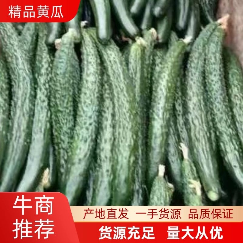 【热销】河南商丘，密刺黄瓜，一件代发，诚信合作。