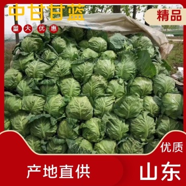 中甘21甘蓝1~2公斤精品，质量好，需要的老板联系