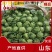 中甘21甘蓝1~2公斤精品，质量好，需要的老板联系